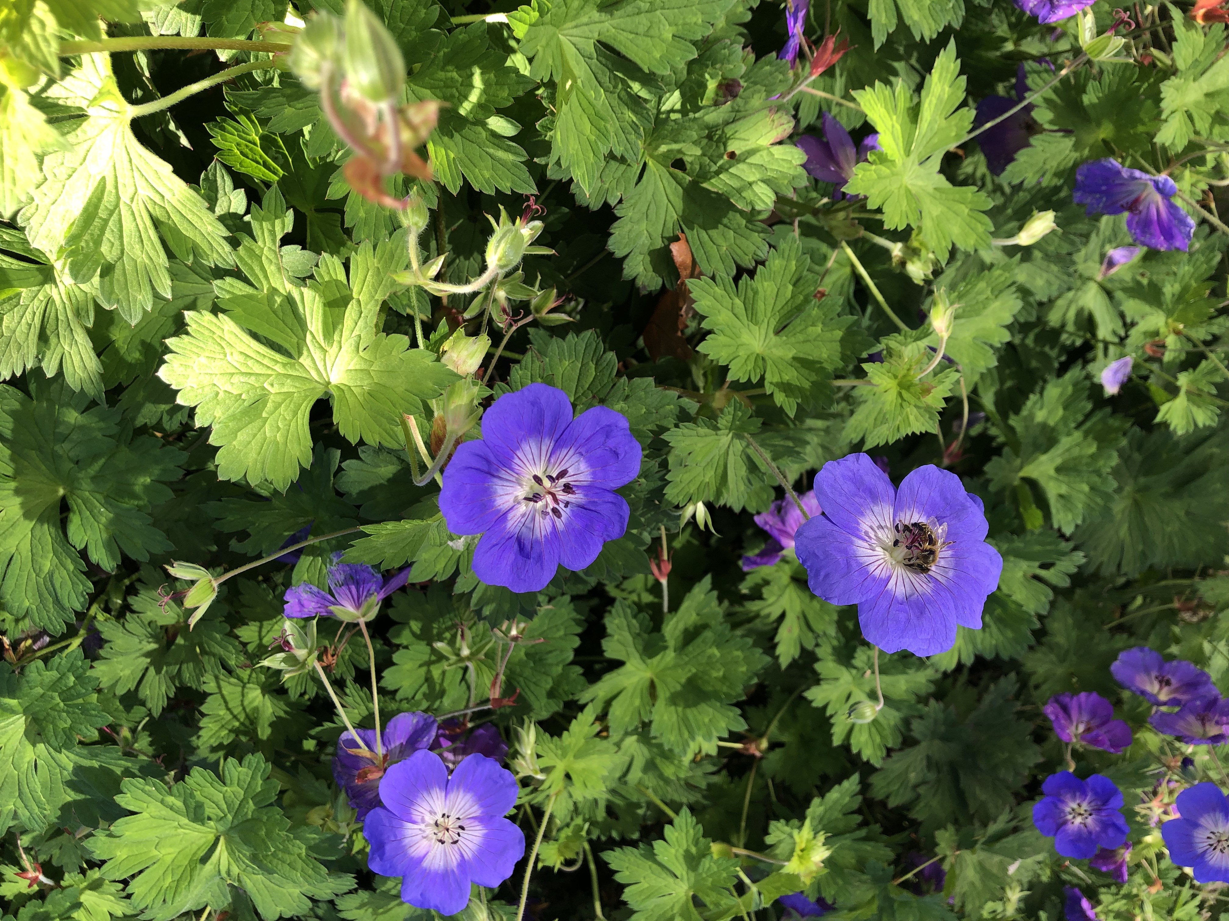Stadig blomster og bier i det lune oktobervejr